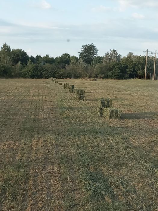Baloți de lucernă
