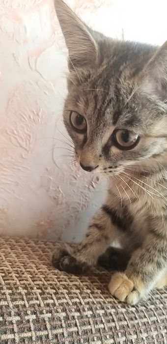 Подарю в добрые руки двух кошечек