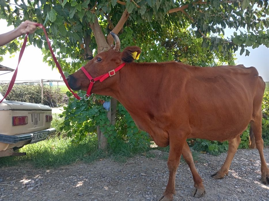 Sigir 3 ta tuqgan, suti bor