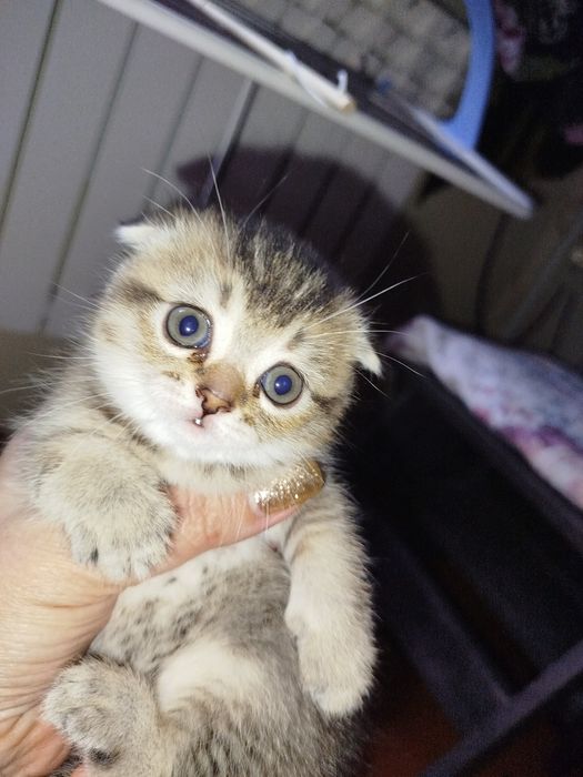 Продается котенок,скотиш фолд.
