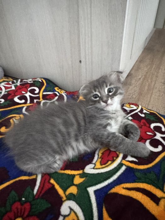 Вислоухий котенок