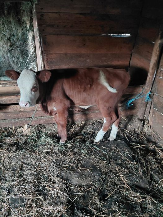 Vaca la prima fatare cu vitel