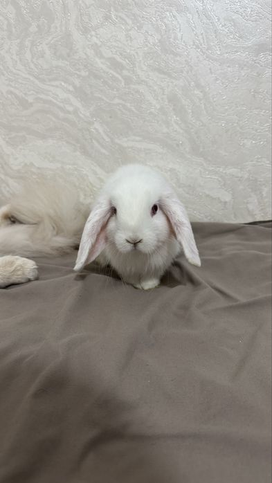 кролики Холланд лоп