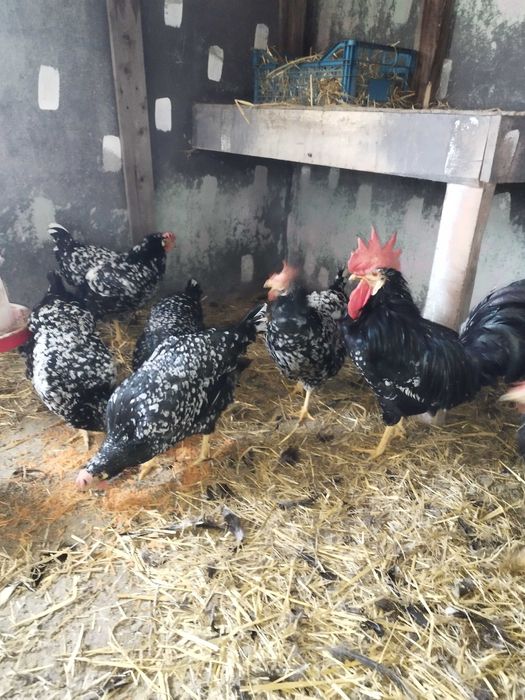 Gaini italiene bobate