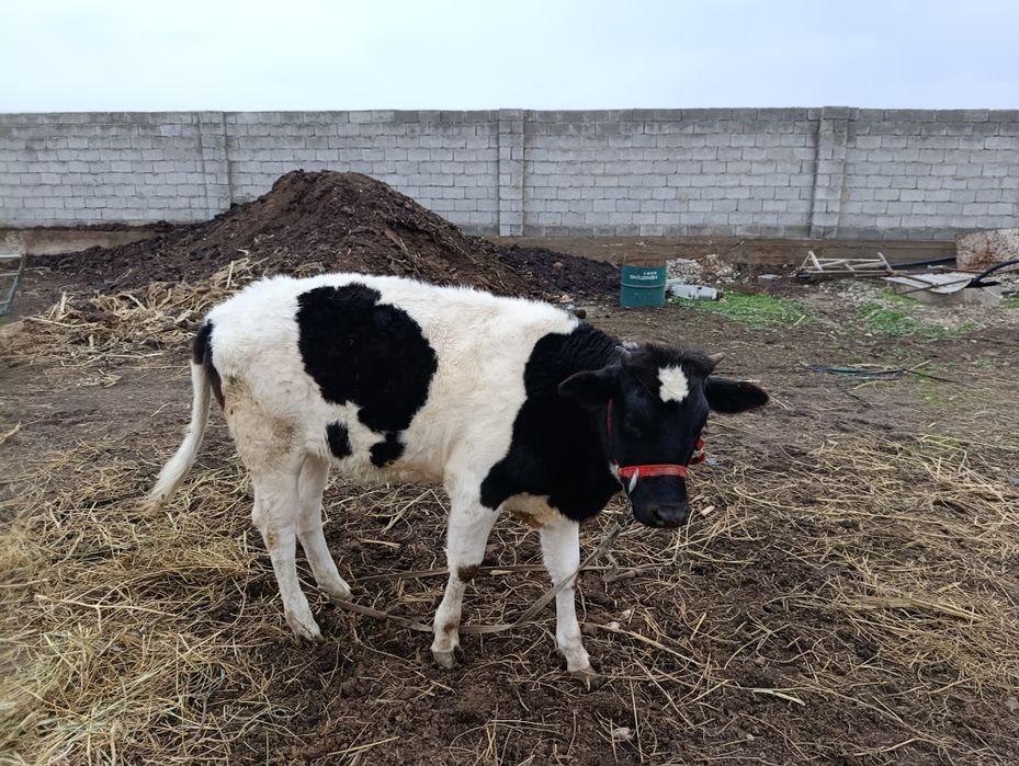 Бузавь сатылады 350мын