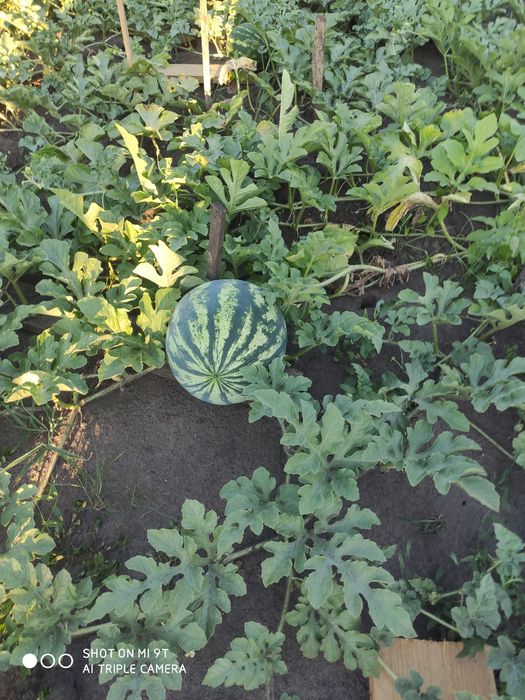 Продам дом россия