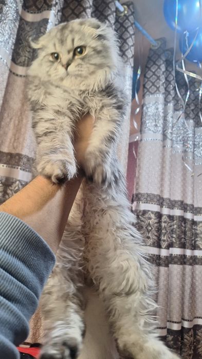 Seribiristi shinshila haylant