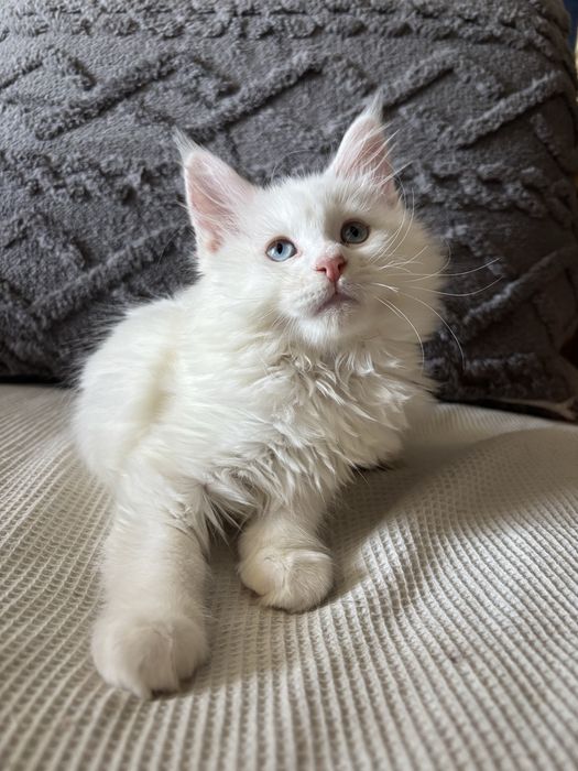 Продажа котят Мейн Куна