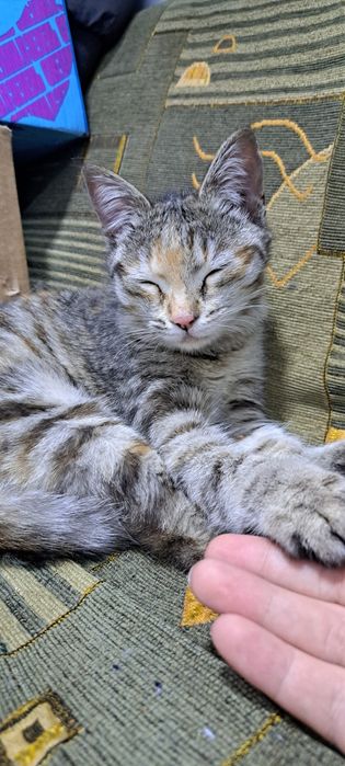 Кошечка в хорошие руки