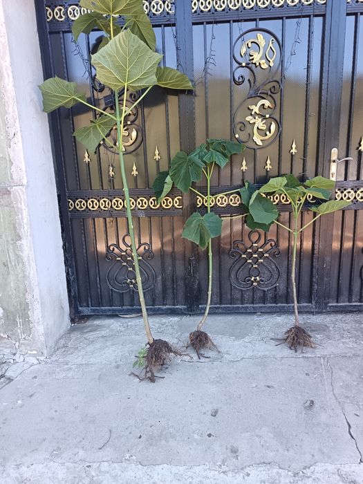 Butași de pawlounia de vânzare