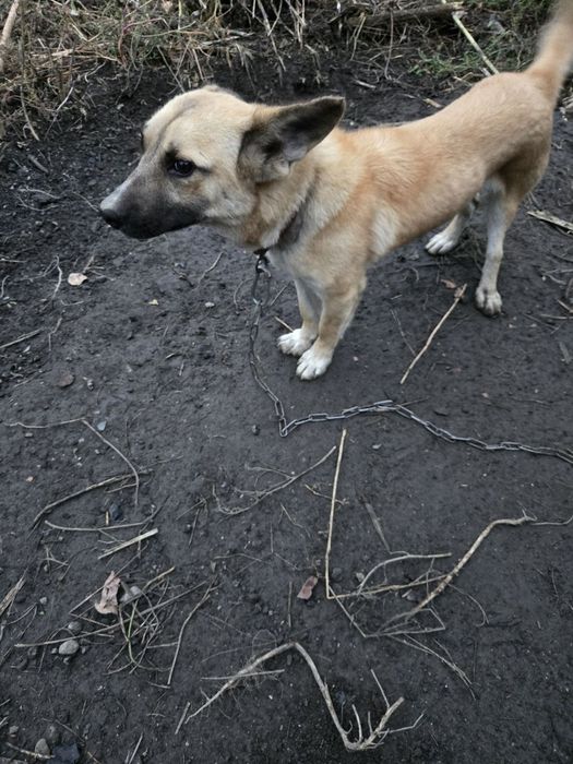 Кобель, 2 года, звонок