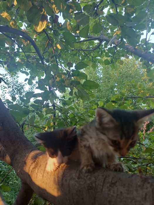 Домашние котята ^^