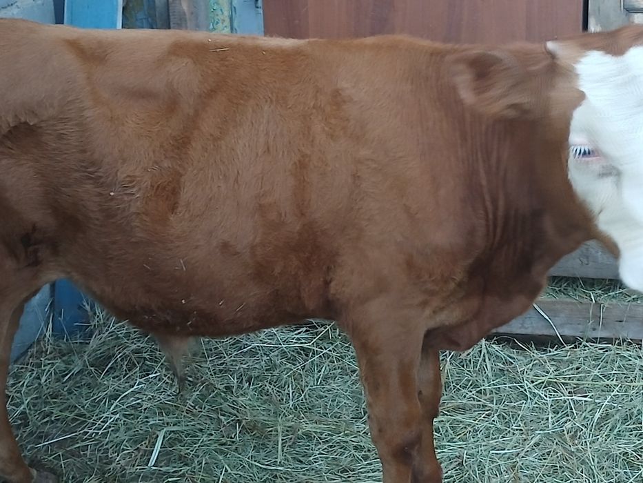 Продам 2 бычка 7-8 МЕСЯЦЕВ