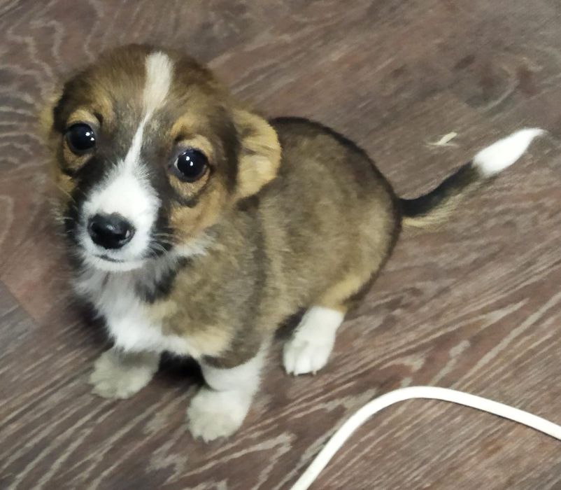 Отдам в добрые руки классных щенят,