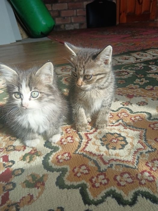 Котята домашние обоятельные