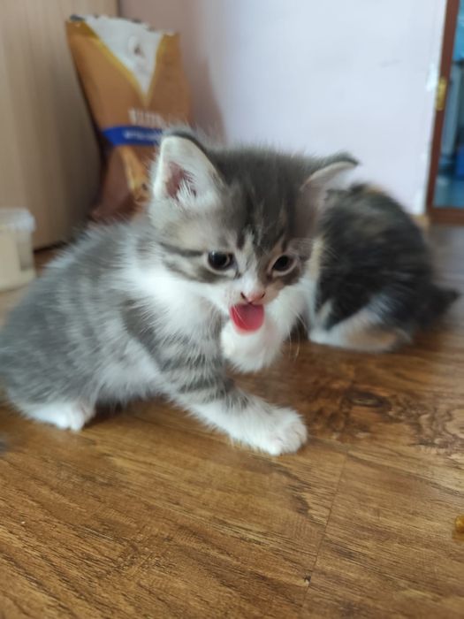 Котята 1.5 месяца 5000