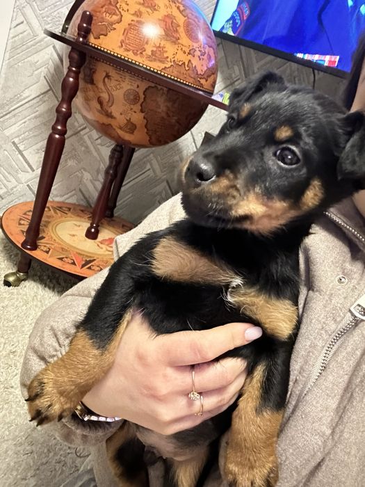 ЯГТЕРЬЕР продам !