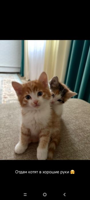 Котята в добрые руки