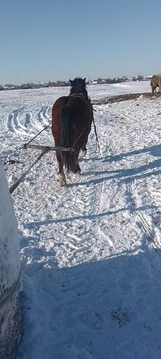 Manz de vânzar sau schimb cu balotiera sau tractoraș