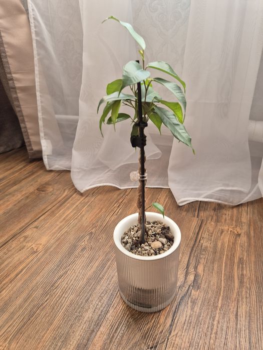 Фикус Бенджамина