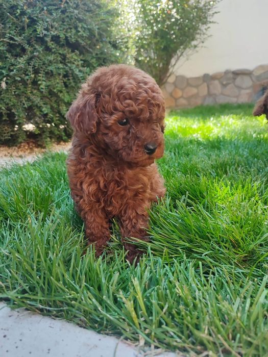 Пудел Той/Poodle Toy