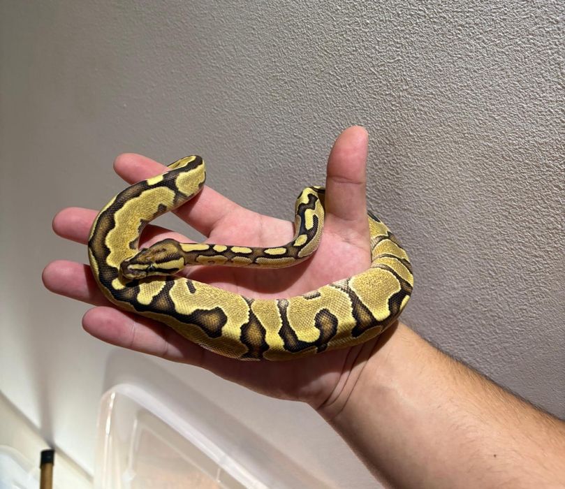 Vând piton regal femelă