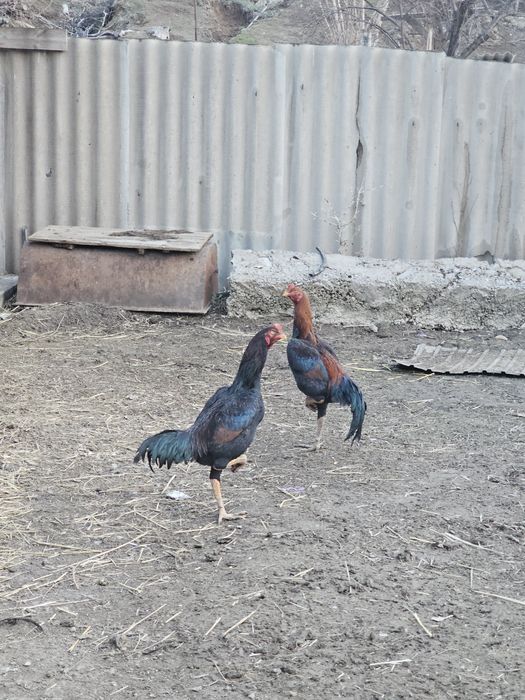 Бойцовские петухи