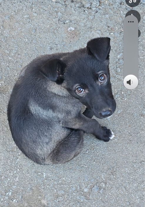 Щеночек девочка (примерно 2 месяца)