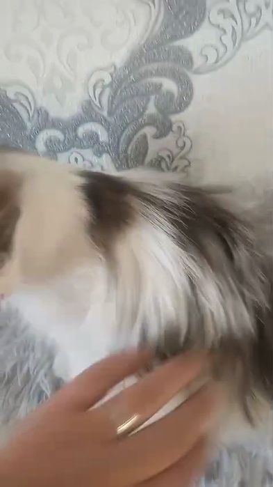 Ищу семью для милой кошечки