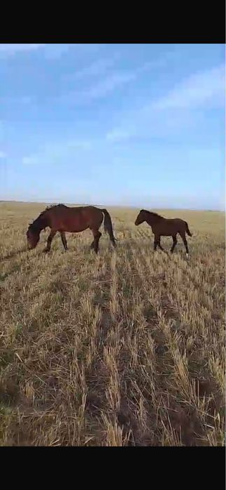 Продам кобылу с жеребенком