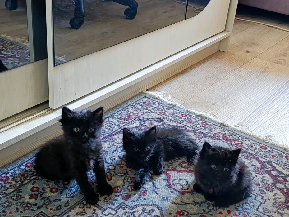 Отдам котят в добрые руки
