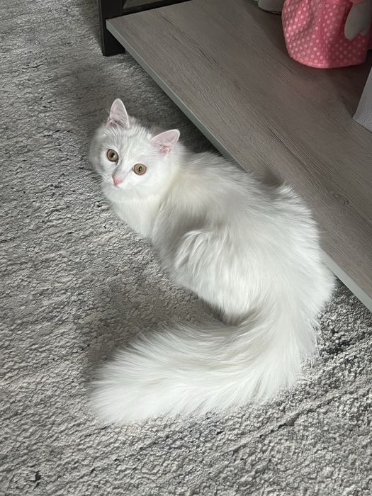 Отдам кошку 6 месяцев