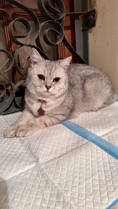 Продается кошка Британская прямоухая