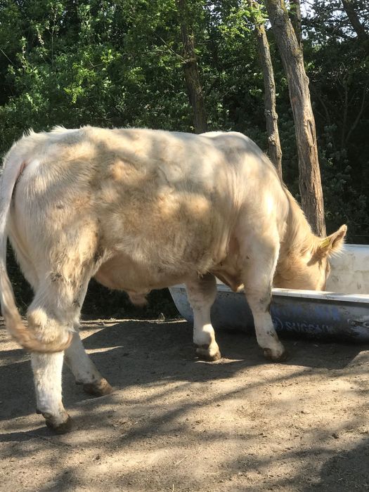 Taur cahrolaise