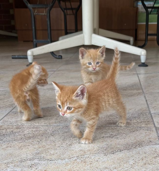 Котята рыжие (бесплатно в хорошие руки)