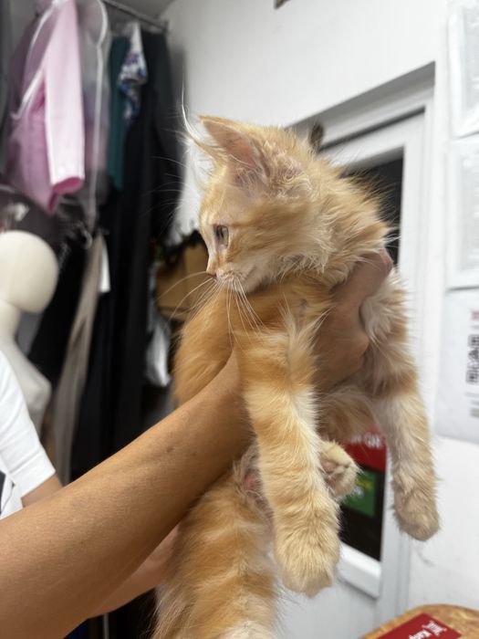 Отдам котика рыжего