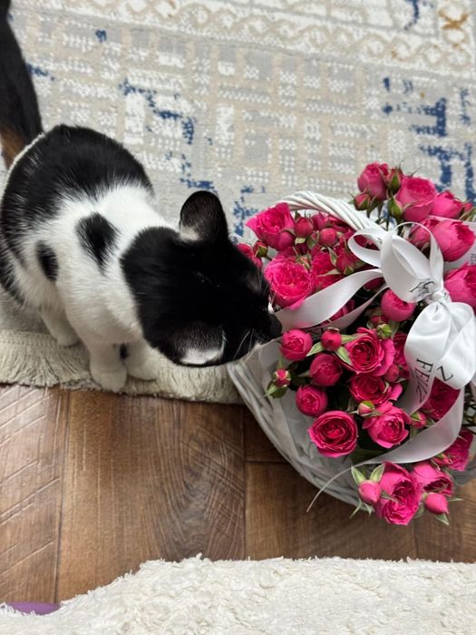 Отдам только в хорошие руки!