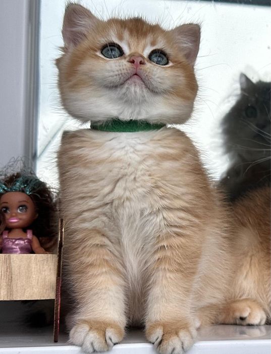 British shorthair golden fetita de ELITA ! Certificat pedigree WCF