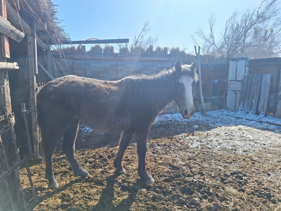 Еркек тай сатылады