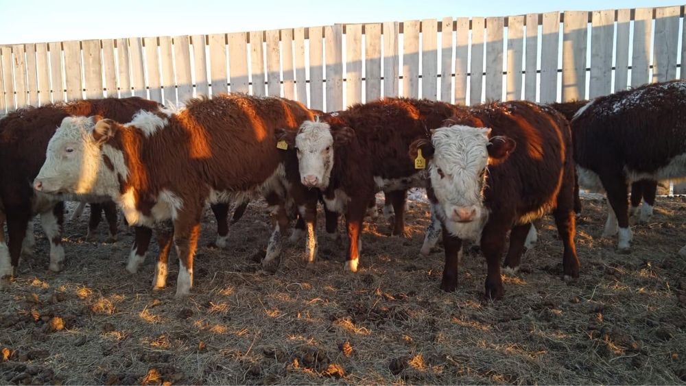 Қашар сатылады / Продается кашар(телята)