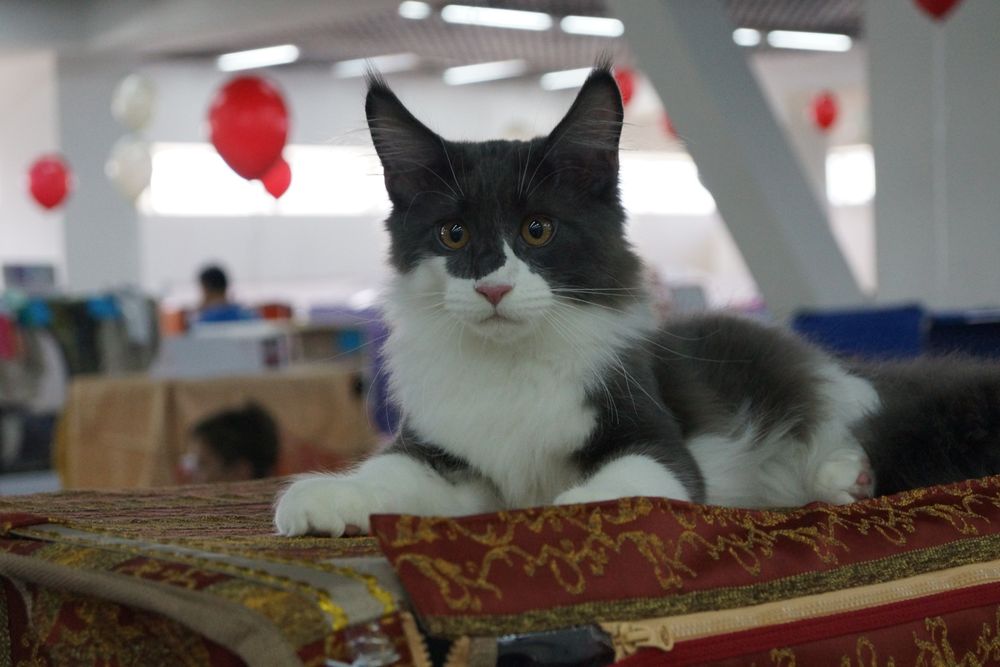 Стрижка кошек под льва,  побрить подстричь кота алматы