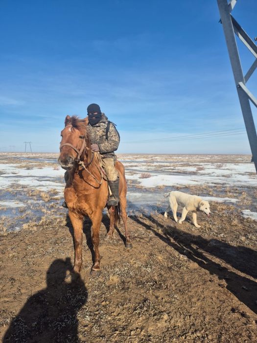 мінгі аттар сатылады