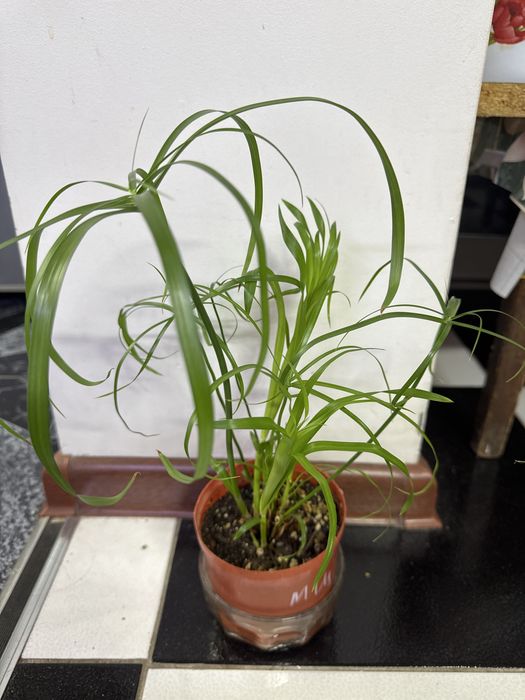 Продам ципериус!