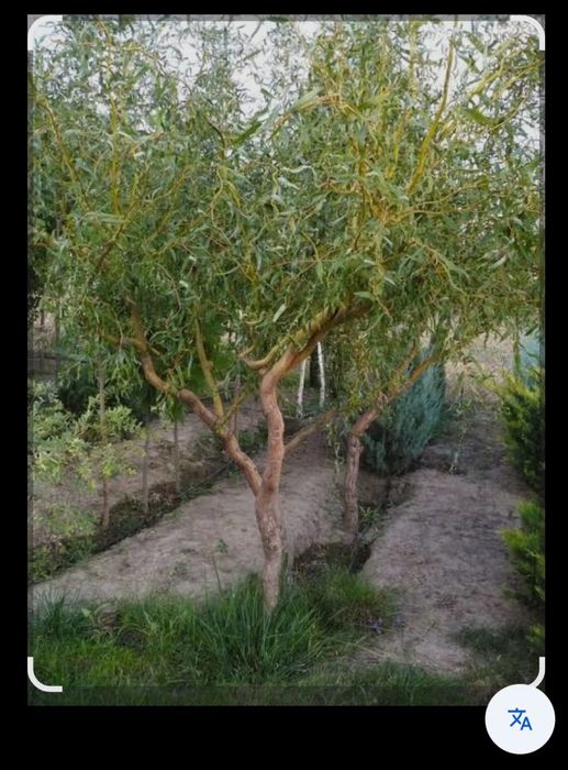 Ива кудрявая продам