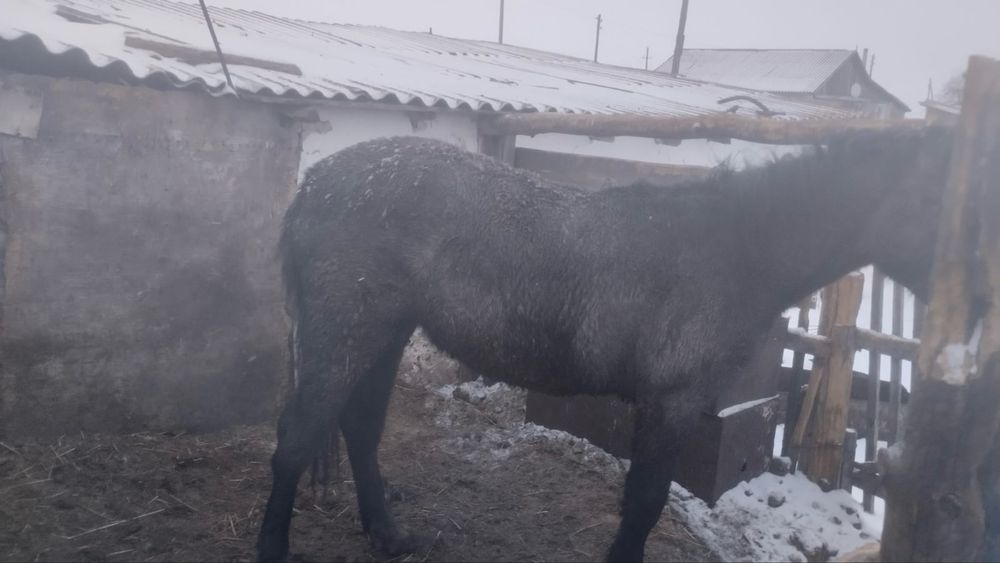 Продам соғым 15 октября 2025 стоит на откорме