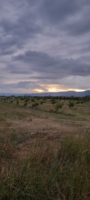 Livada nuci pe rod