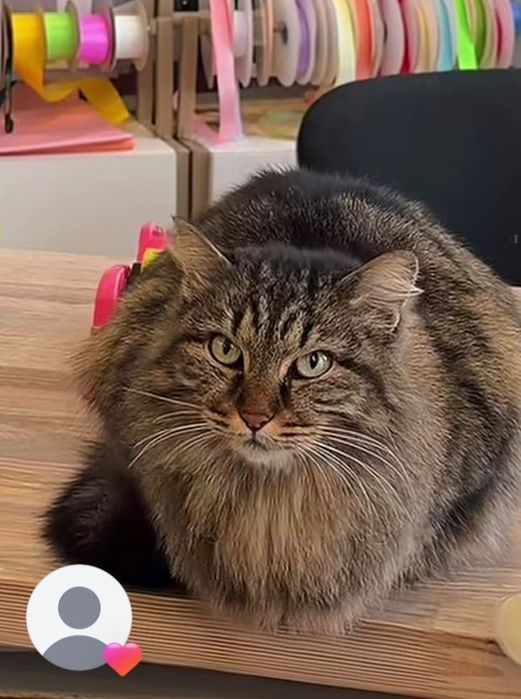 Внимание пропала кошка