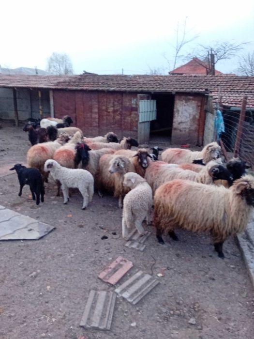 De vanzare 13 oi   fatate cu un miel fiecare