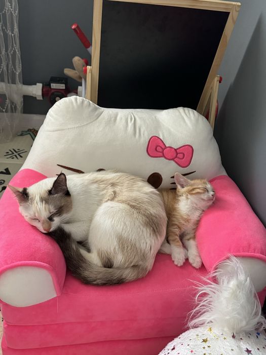 Продам рыжего котенка