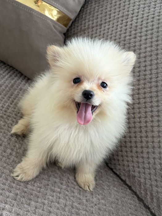 Pomeranian Mini Toy Mascul